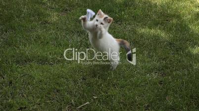 Kitten playing on the grass
