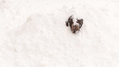 Chocolate brown Labrador covered snow in winter