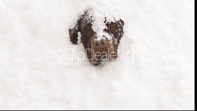 Chocolate brown Labrador covered snow in winter