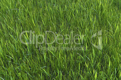 Green grass. natural background texture. fresh spring green grass.