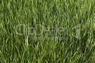 Green grass. natural background texture. fresh spring green grass.