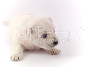 Little puppy over white