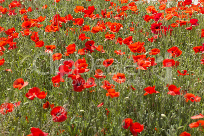 Blumenwiese mit Mohn in der Provence, Frankreich