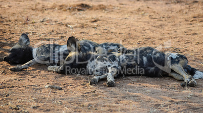 Afrikanische Wildhunde im Etosha-Nationalpark in Namibia Südafrika