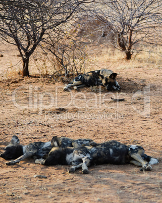 Afrikanische Wildhunde im Etosha-Nationalpark in Namibia Südafrika