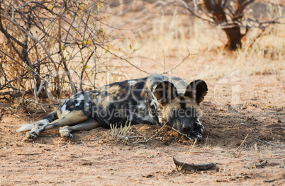 Afrikanische Wildhunde im Etosha-Nationalpark in Namibia Südafrika