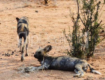 Afrikanische Wildhunde im Etosha-Nationalpark in Namibia Südafrika