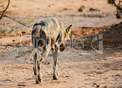 Afrikanische Wildhunde im Etosha-Nationalpark in Namibia Südafrika