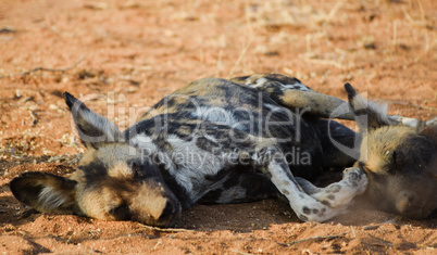 Afrikanische Wildhunde im Etosha-Nationalpark in Namibia Südafrika