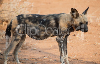 Afrikanische Wildhunde im Etosha-Nationalpark in Namibia Südafrika