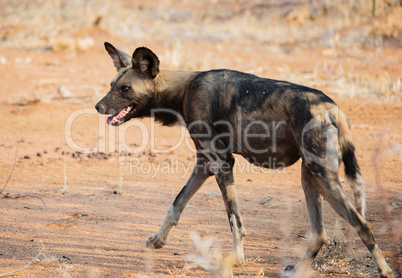 Afrikanische Wildhunde im Etosha-Nationalpark in Namibia Südafrika