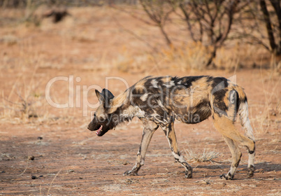 Afrikanische Wildhunde im Etosha-Nationalpark in Namibia Südafrika