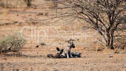 Afrikanische Wildhunde im Etosha-Nationalpark in Namibia Südafrika