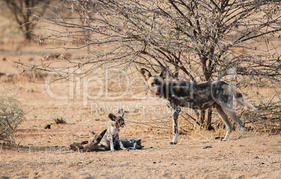 Afrikanische Wildhunde im Etosha-Nationalpark in Namibia Südafrika