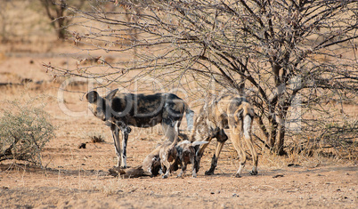 Afrikanische Wildhunde im Etosha-Nationalpark in Namibia Südafrika