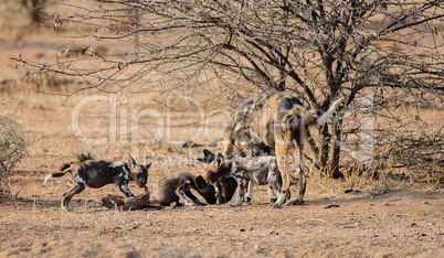 Afrikanische Wildhunde im Etosha-Nationalpark in Namibia Südafrika