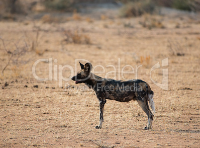 Afrikanische Wildhunde im Etosha-Nationalpark in Namibia Südafrika