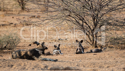 Afrikanische Wildhunde im Etosha-Nationalpark in Namibia Südafrika