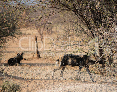 Afrikanische Wildhunde im Etosha-Nationalpark in Namibia Südafrika