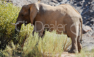 Elefantenherde in Namibia Afrika