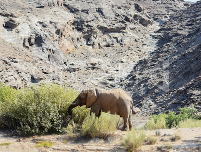 Elefant in Namibia Afrika