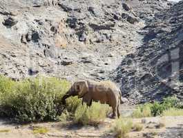 Elefant in Namibia Afrika