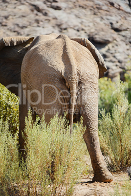 Elefant in Namibia Afrika