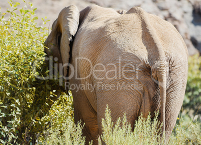 Elefant in Namibia Afrika