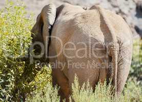 Elefant in Namibia Afrika