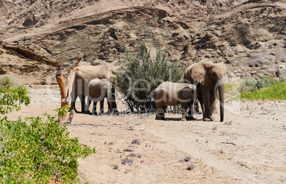 Elefantenherde in Namibia Afrika