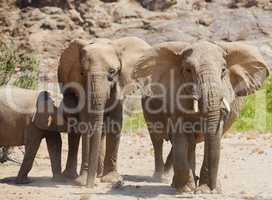 Elefantenherde in Namibia Afrika