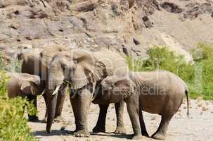 Elefantenherde in Namibia Afrika