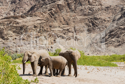 Elefantenherde in Namibia Afrika