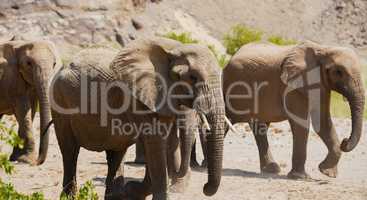 Elefantenherde in Namibia Afrika