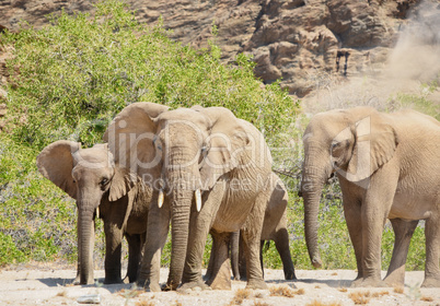 Elefantenherde in Namibia Afrika