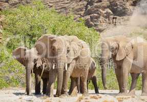 Elefantenherde in Namibia Afrika