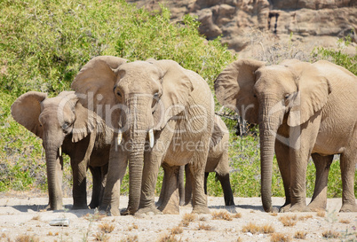 Elefantenherde in Namibia Afrika