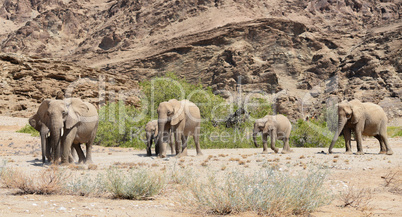 Elefantenherde in Namibia Afrika