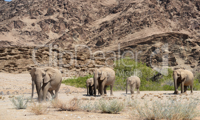 Elefantenherde in Namibia Afrika