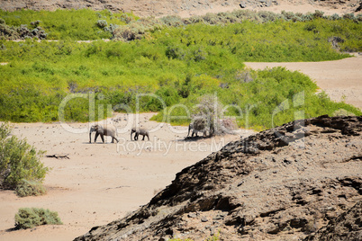 Elefantenherde in Namibia Afrika