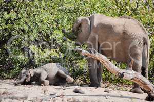 Elefantenherde in Namibia Afrika