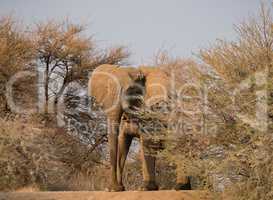 Elefant in Namibia Afrika