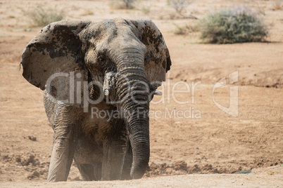 Elefant in Namibia Afrika