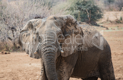 Elefant in Namibia Afrika