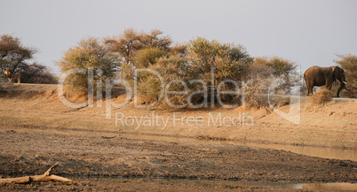 Elefant in Namibia Afrika