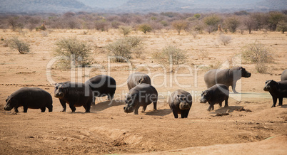 Flusspferd im Etosha-Nationalpark in Namibia Südafrika