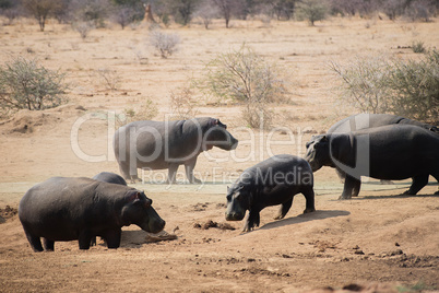 Flusspferd im Etosha-Nationalpark in Namibia Südafrika