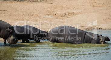 Flusspferd im Etosha-Nationalpark in Namibia Südafrika