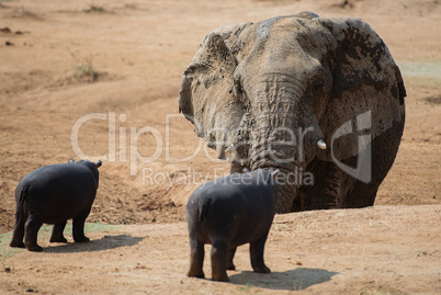 Flusspferd und Elefant im Etosha-Nationalpark in Namibia Südafrika