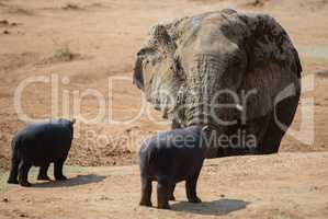 Flusspferd und Elefant im Etosha-Nationalpark in Namibia Südafrika